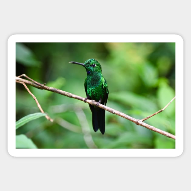 Hummingbird Sticker by cbernstein